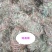 鸡骨草～新货扎把鸡骨草～长把的40一公斤～1公斤起售～