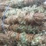 鸡骨草～新货扎把鸡骨草～长把的40一公斤～1公斤起售～
