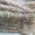 鸡骨草～新货扎把鸡骨草～长把的40一公斤～1公斤起售～