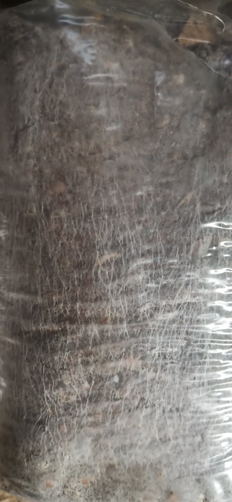 双孢菇栽培种，量大优惠