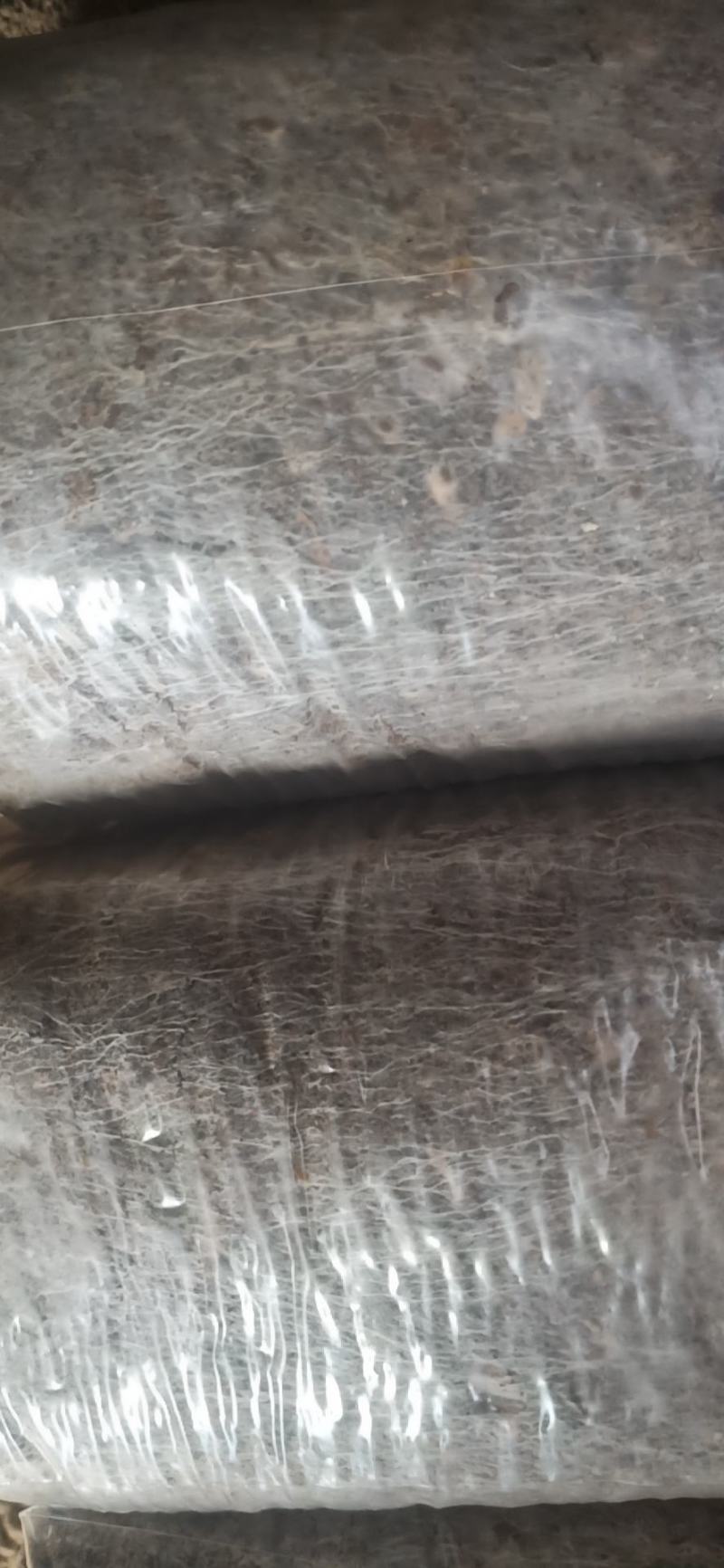 双孢菇栽培种，量大优惠