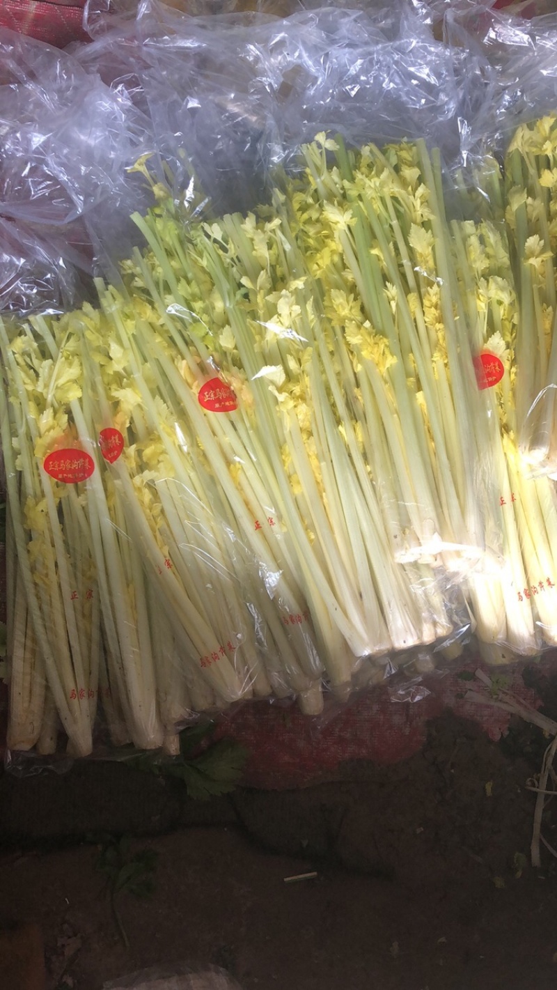 山东马家沟芹菜45cm以上各种品质礼盒，黄芯