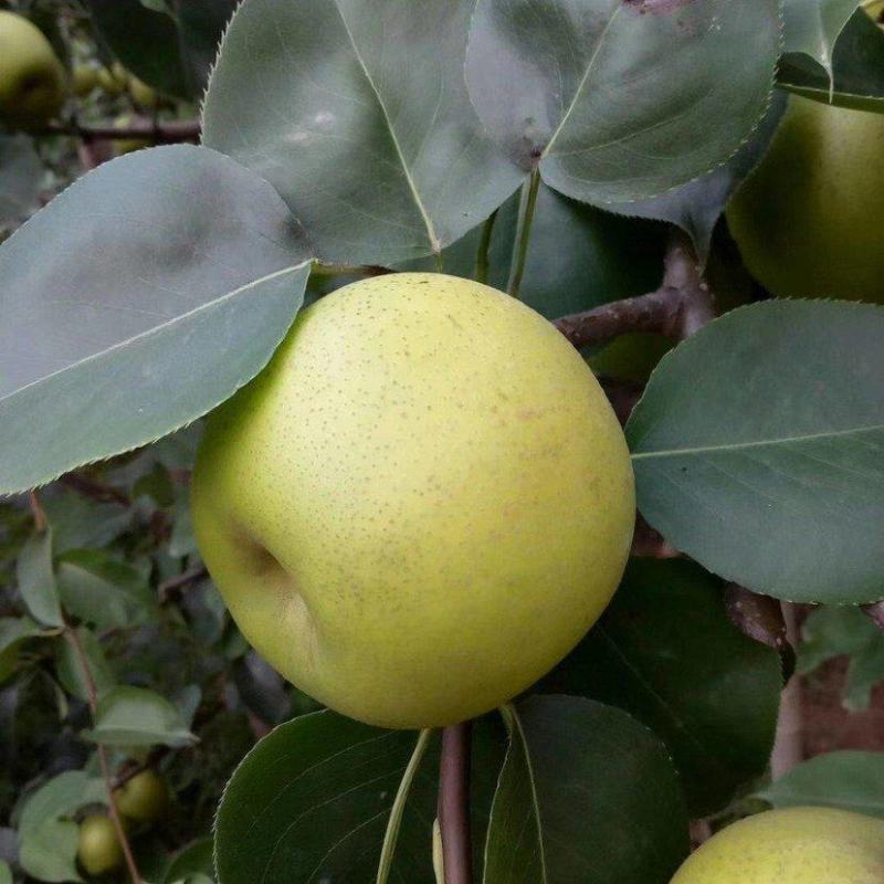 皇冠梨。雪花梨，全国皇冠梨种植基地，产地直发。量大从优。