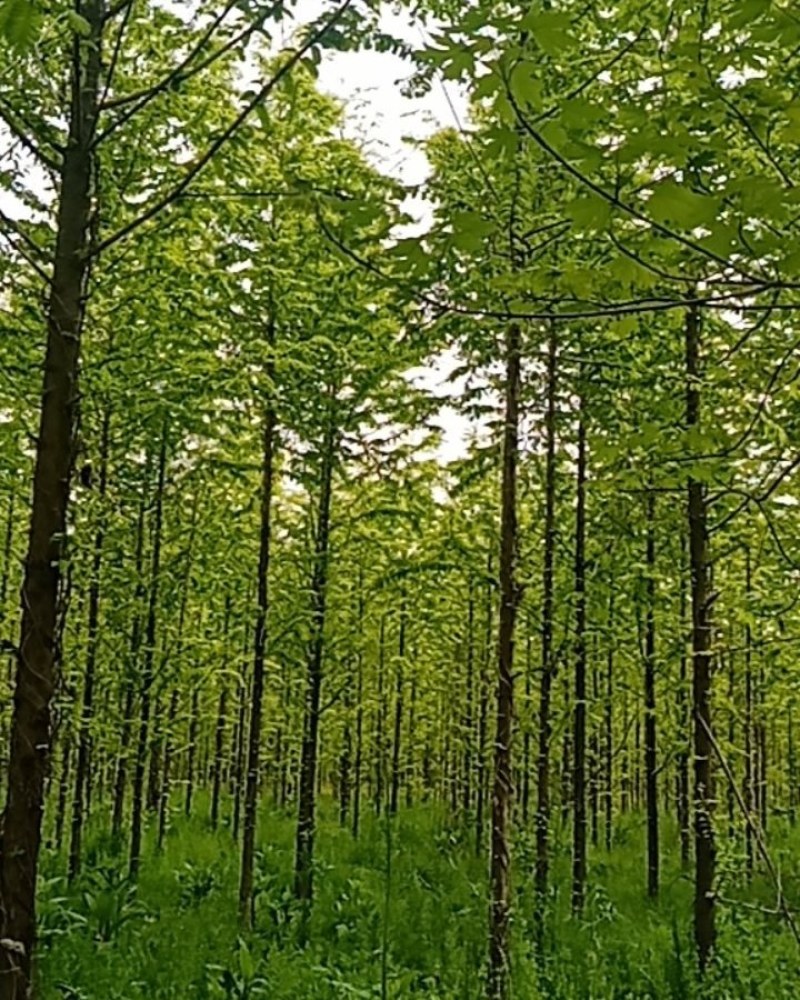 金叶水杉