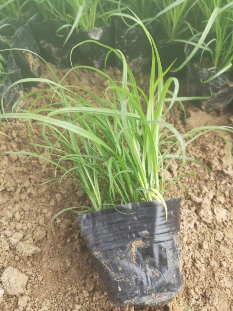 青绿苔草基地直供，绿化苗木苗木，支持线上交易