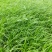 青绿苔草基地直供,绿化苗木苗木,支持线上交易
