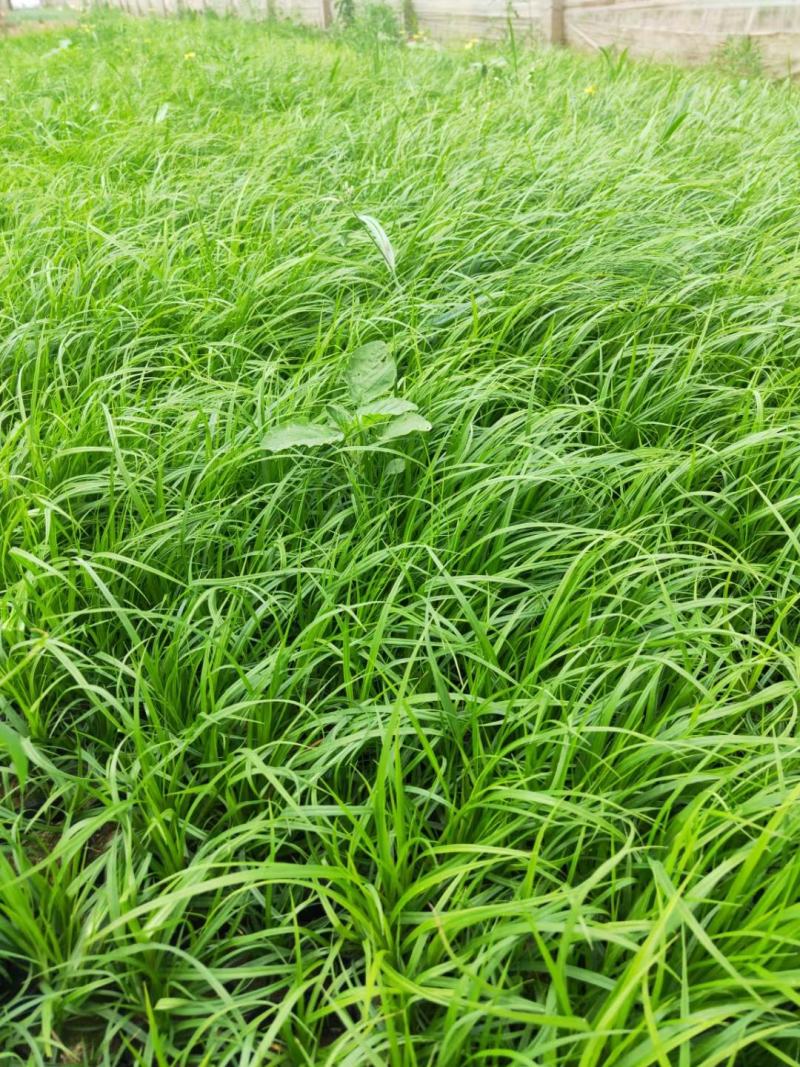 青绿苔草基地直供，绿化苗木苗木，支持线上交易