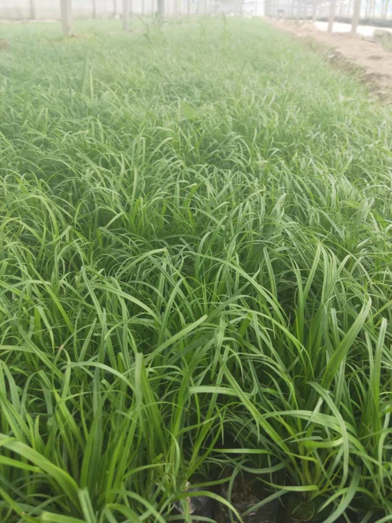 青绿苔草基地直供，绿化苗木苗木，支持线上交易