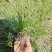 青绿苔草基地直供,绿化苗木苗木,支持线上交易