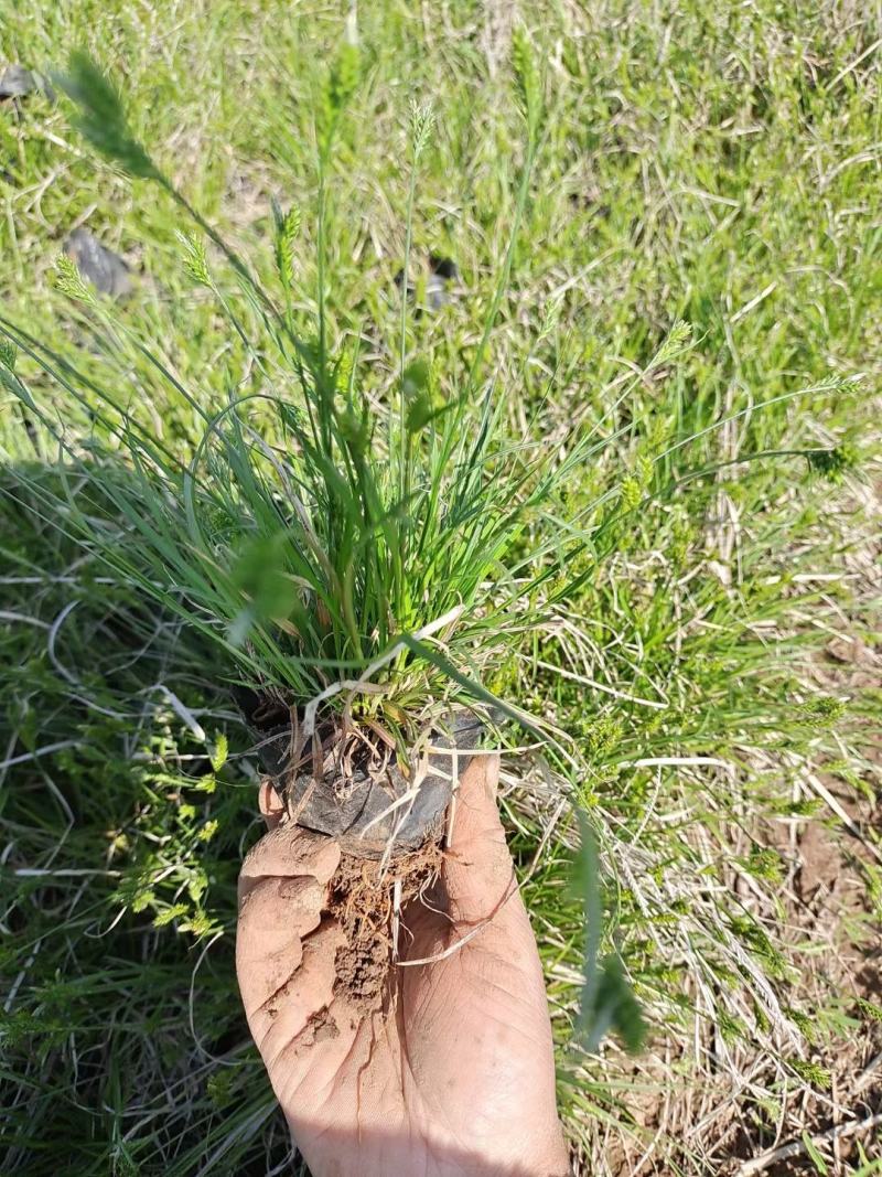 青绿苔草基地直供，绿化苗木苗木，支持线上交易