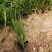 青绿苔草基地直供,绿化苗木苗木,支持线上交易