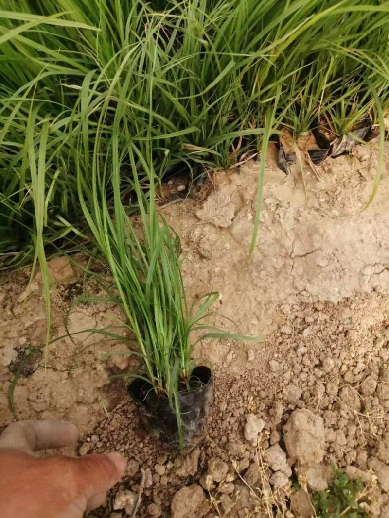 青绿苔草基地直供，绿化苗木苗木，支持线上交易