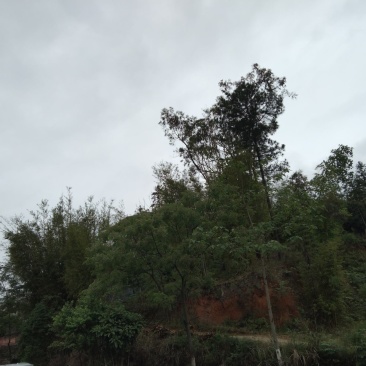 山地，自家的山，可以做植，和养植，有意合作