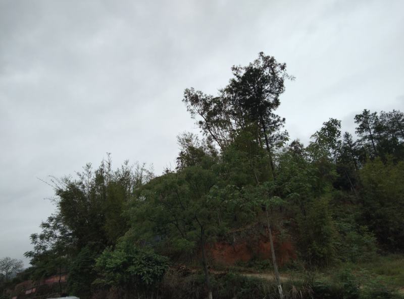 山地，自家的山，可以做植，和养植，有意合作