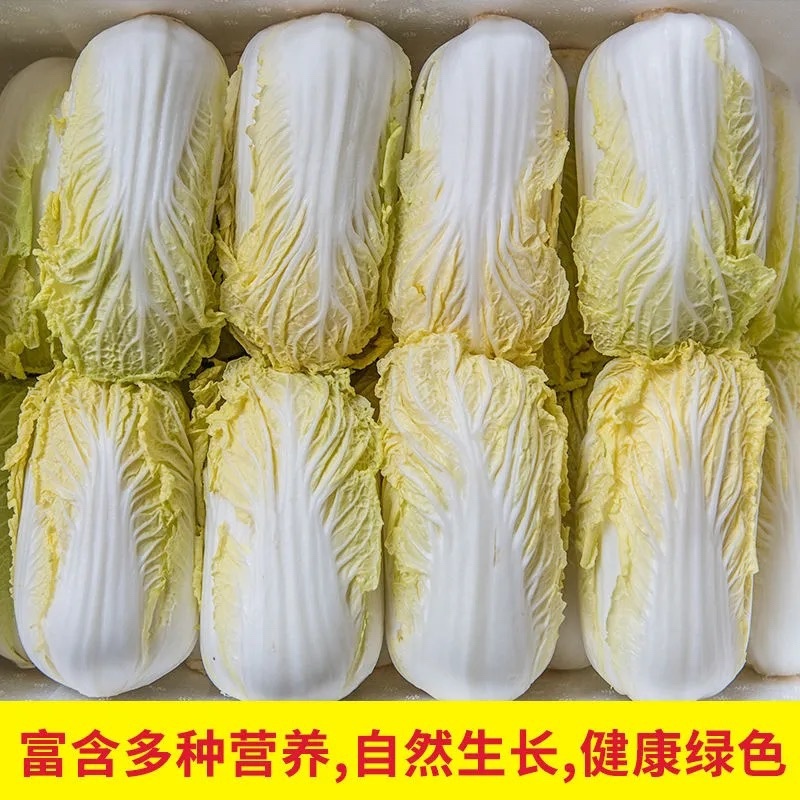 黄心白菜.保质保量，专业团队，出货快，包装干大量现货供应
