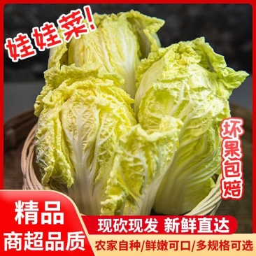黄心白菜.保质保量，专业团队，出货快，包装干大量现货供应