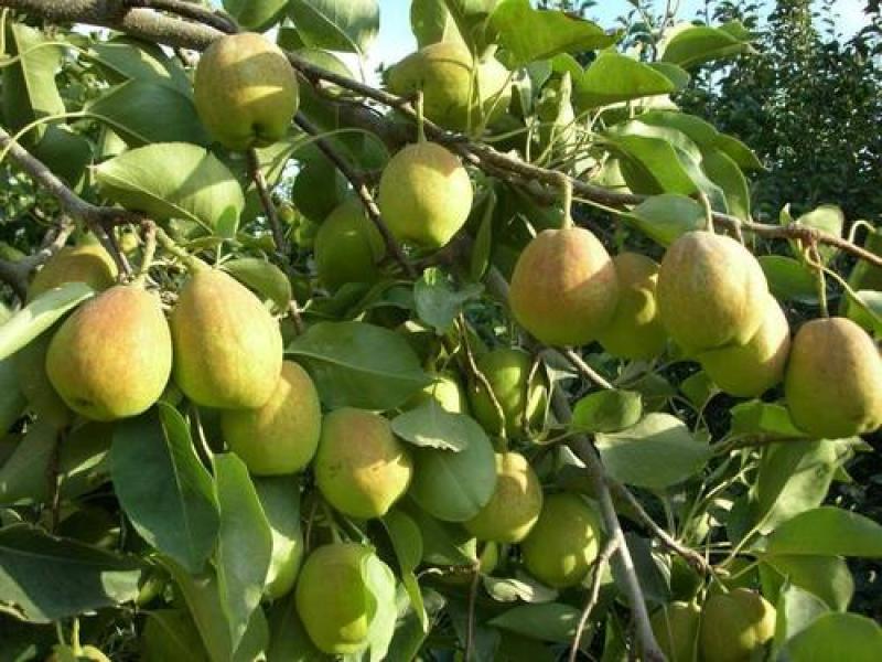 玉露香，7号，无渣个头大。口感脆甜，产地直发。量大从优。