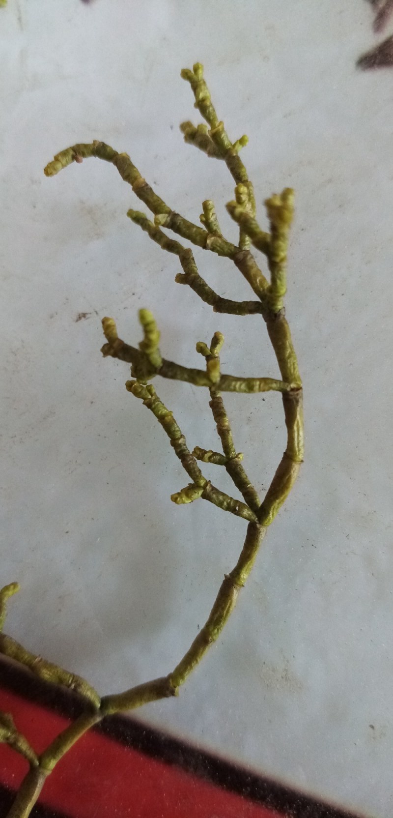 槲寄生小种槲寄生