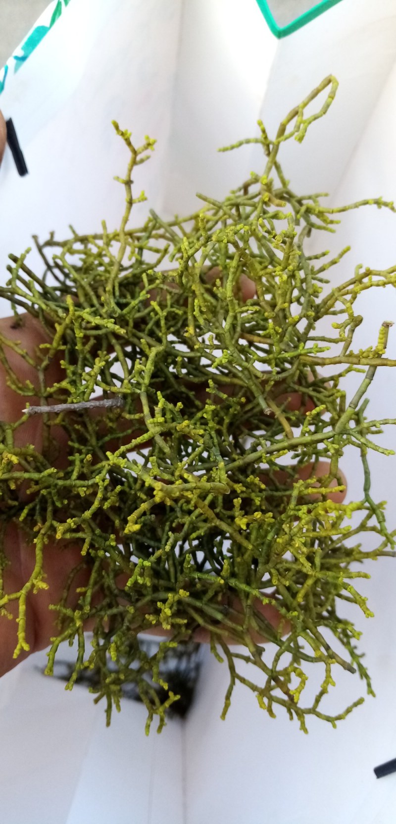 槲寄生小种槲寄生