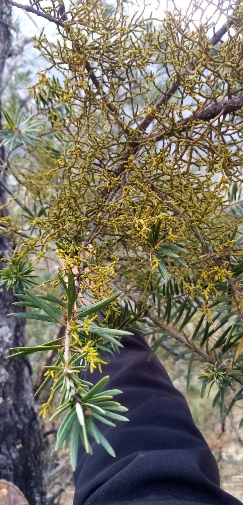 槲寄生小种槲寄生