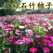 五彩石竹种子常夏石竹花种籽子四季开花混色易种须苞石竹阳台