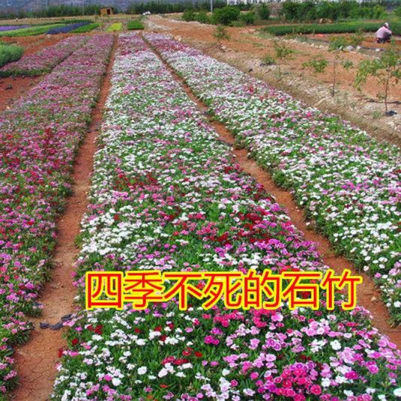 五彩石竹种子常夏石竹花种籽子四季开花混色易种须苞石竹阳台