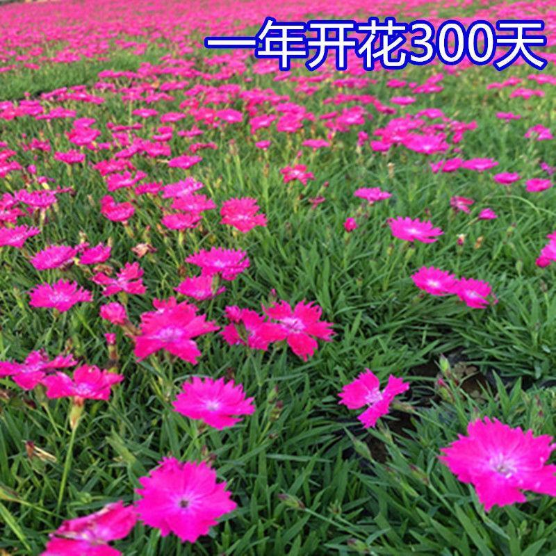 五彩石竹种子常夏石竹花种籽子四季开花混色易种须苞石竹阳台