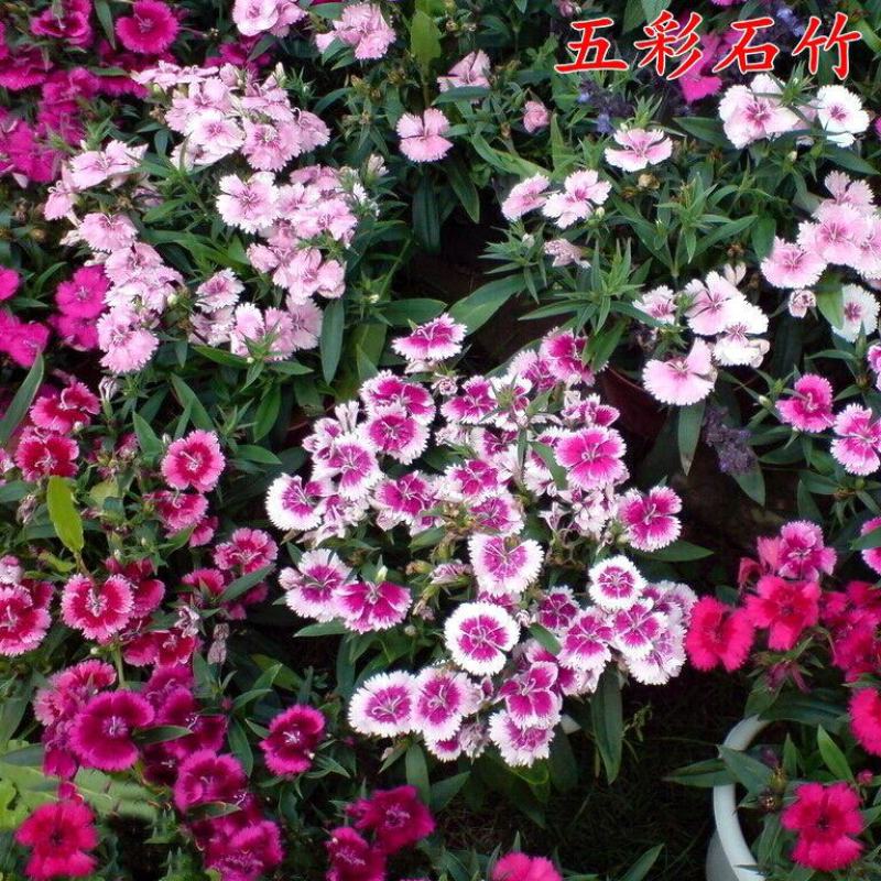 五彩石竹种子常夏石竹花种籽子四季开花混色易种须苞石竹阳台