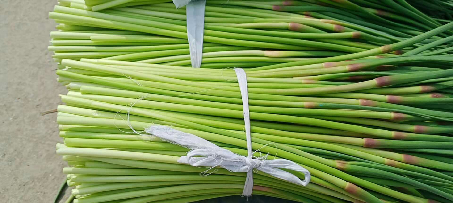 展示新鲜采摘的蒜薹,绿色茎秆带有一定的弯曲度,表面光滑,带有淡淡的蒜香味 蒜薹的植物形态