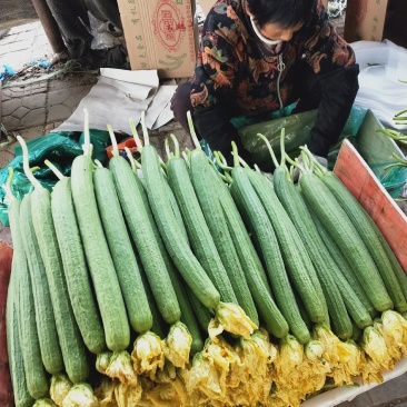 鲜花丝瓜