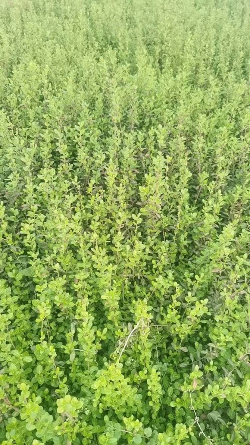 小叶扶芳藤.基地直发，自产自销.量大从优欢迎咨询