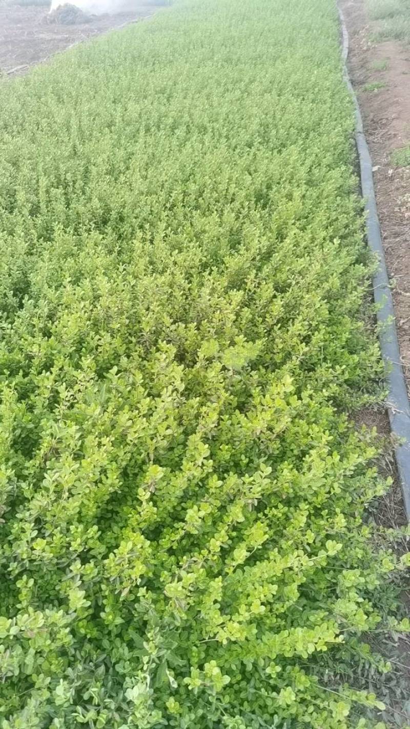 小叶扶芳藤.基地直发，自产自销.量大从优欢迎咨询