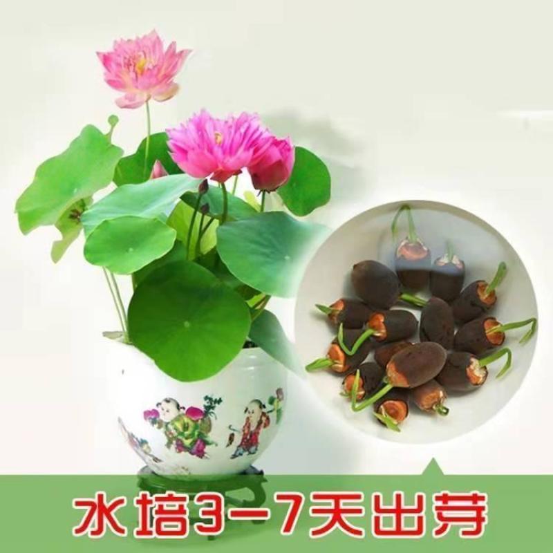 【四季播种】碗莲种子已开口水培植物睡莲荷花种子室内盆栽