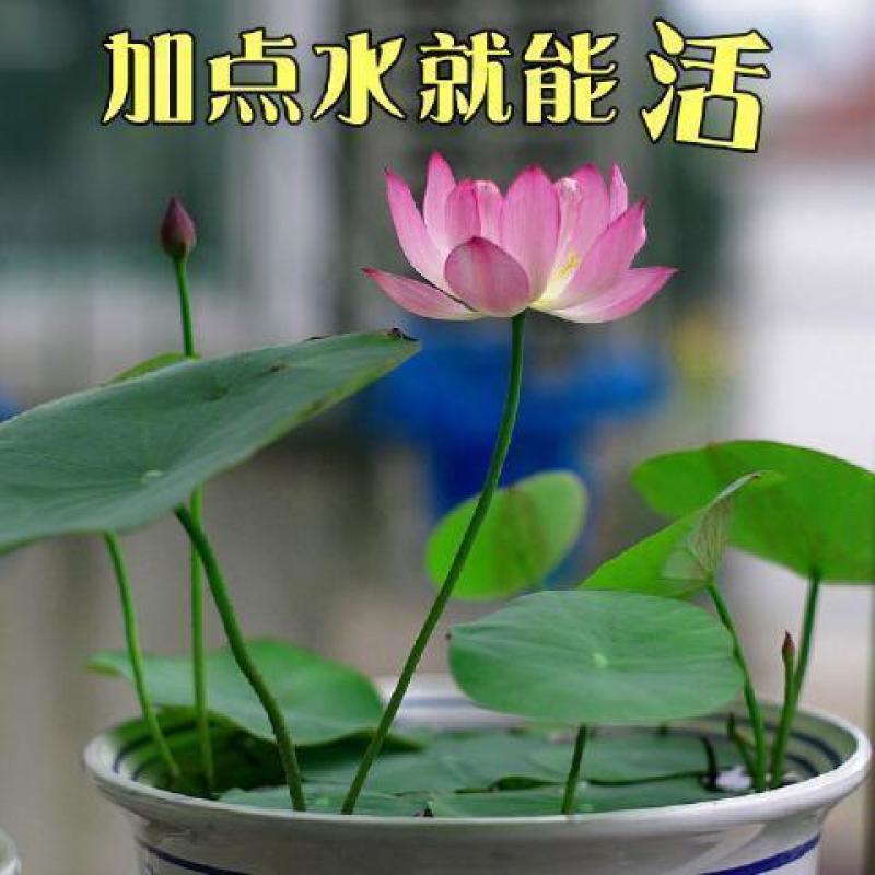 【四季播种】碗莲种子已开口水培植物睡莲荷花种子室内盆栽