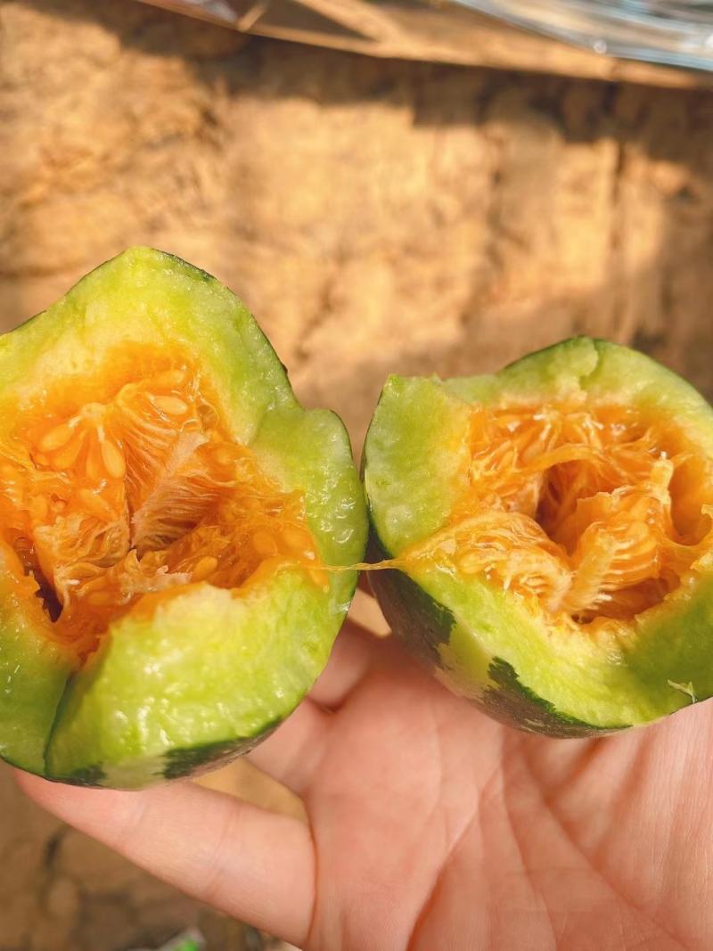 博洋九甜瓜，大量上市，价格便宜，，种植面积大，欢迎全国各