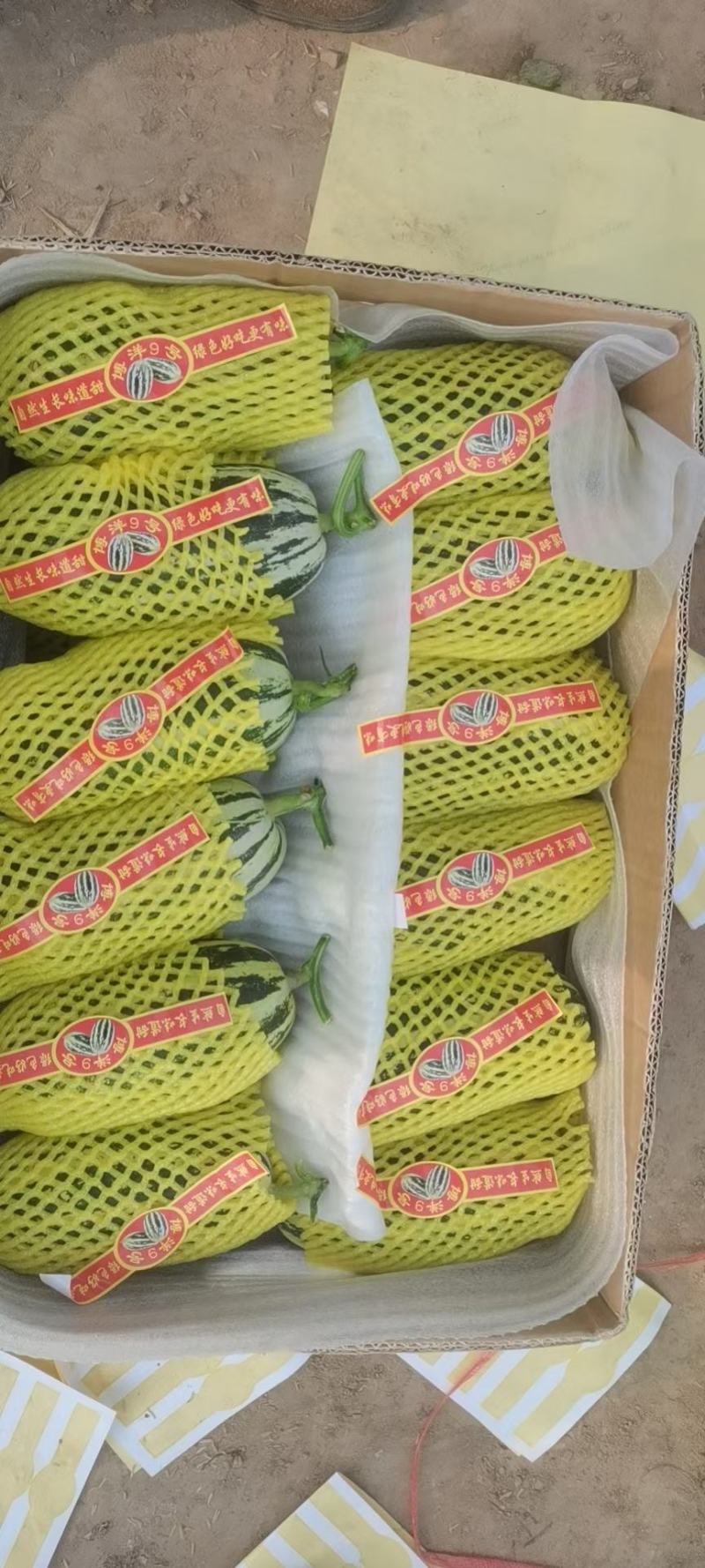 博洋九甜瓜，大量上市，价格便宜，，种植面积大，欢迎全国各