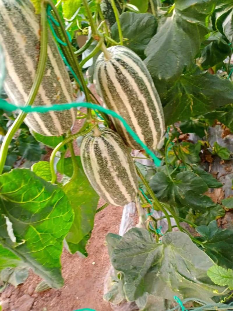 博洋九甜瓜，大量上市，价格便宜，，种植面积大，欢迎全国各