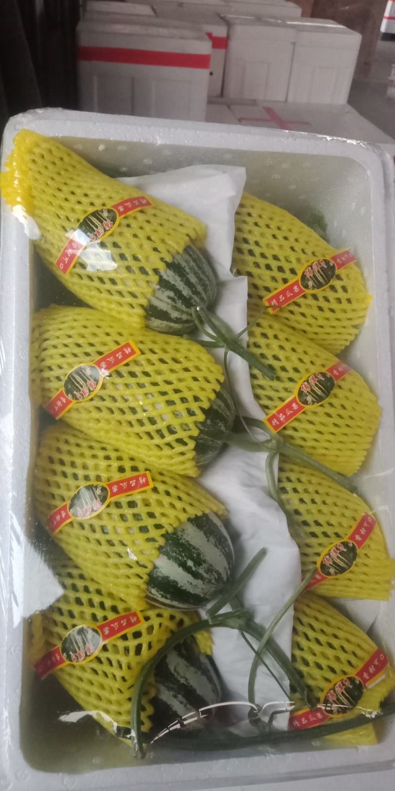 博洋九甜瓜，大量上市，价格便宜，，种植面积大，欢迎全国各