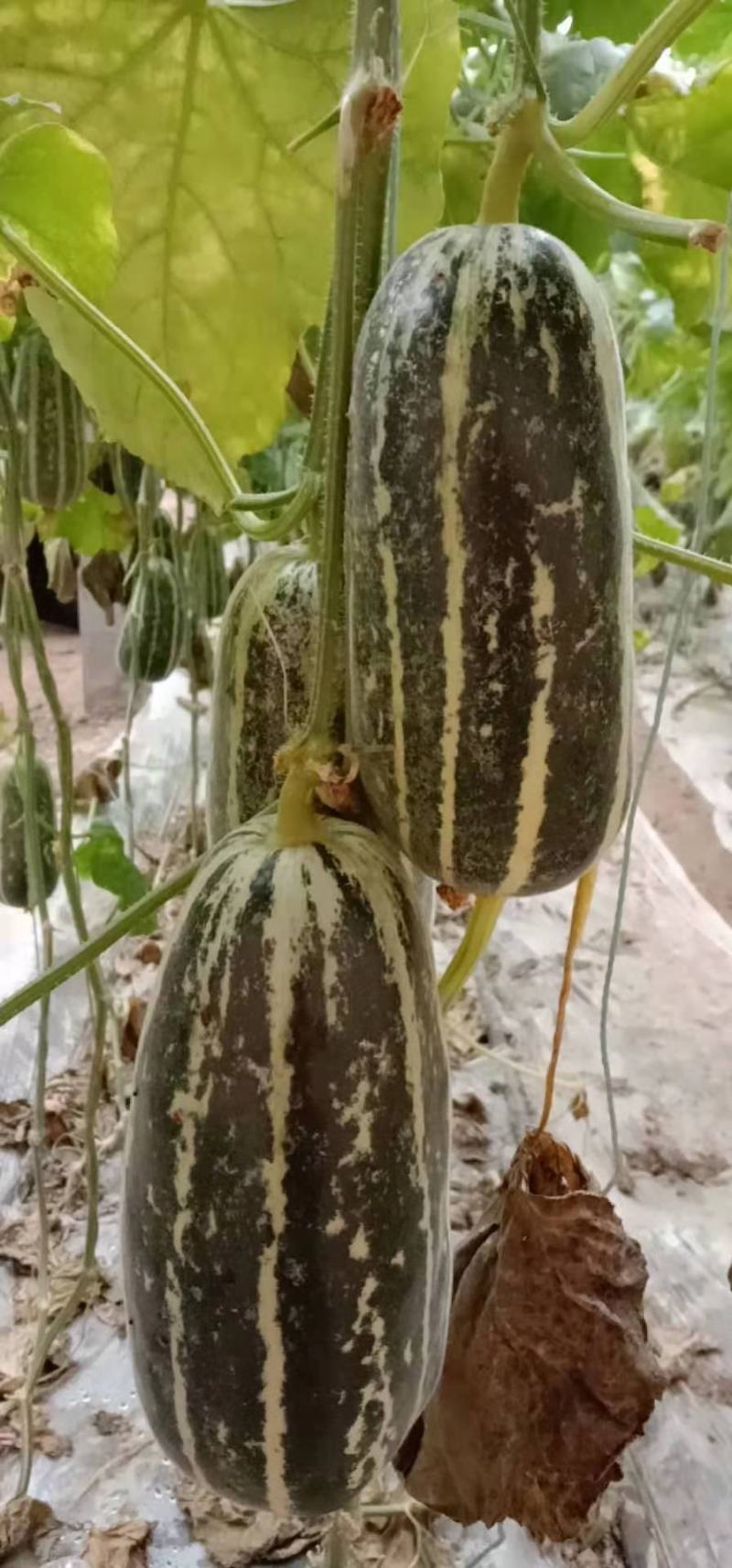 博洋九甜瓜，大量上市，价格便宜，，种植面积大，欢迎全国各