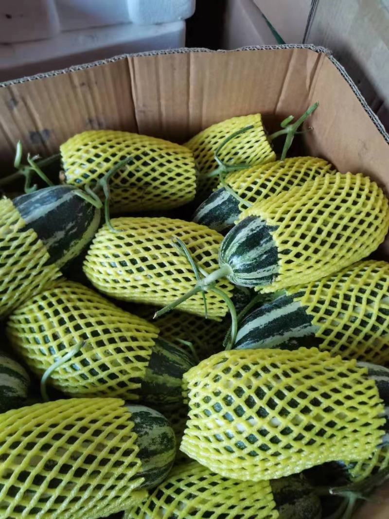博洋九甜瓜，大量上市，价格便宜，，种植面积大，欢迎全国各