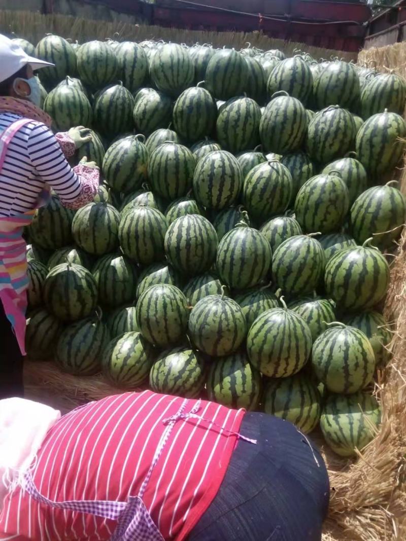 山东甜王西瓜大量上市，价格便宜，货源充足，质量保证，