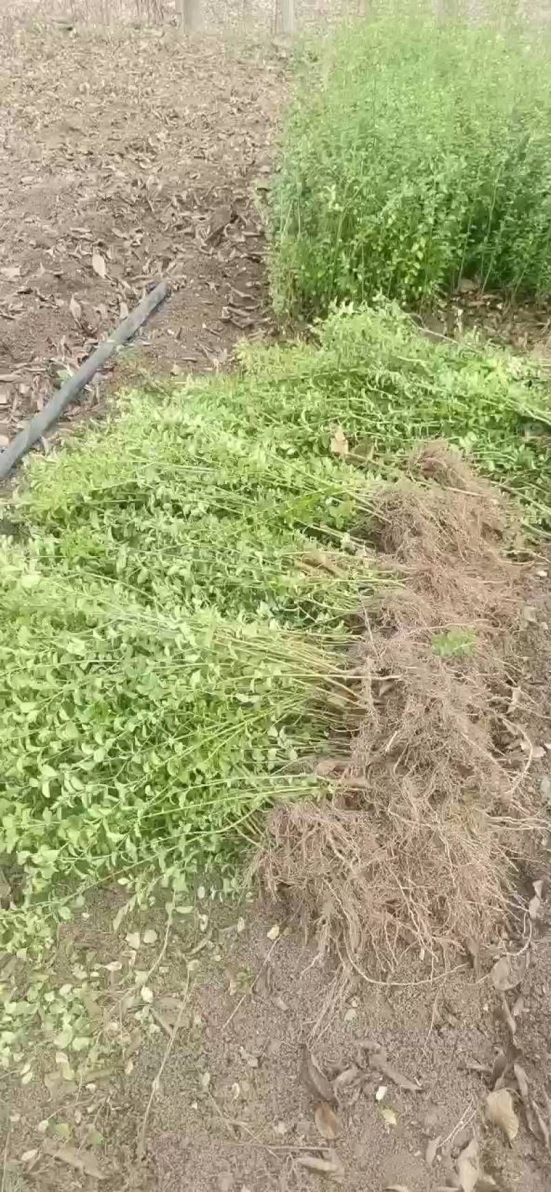 小叶女贞树苗绿化工程行道苗四季常青球形水腊苗种子盆景盆栽