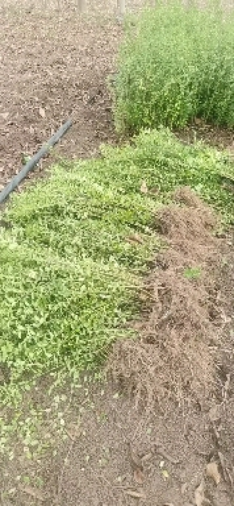 小叶女贞树苗绿化工程行道苗四季常青球形水腊苗种子盆景盆栽