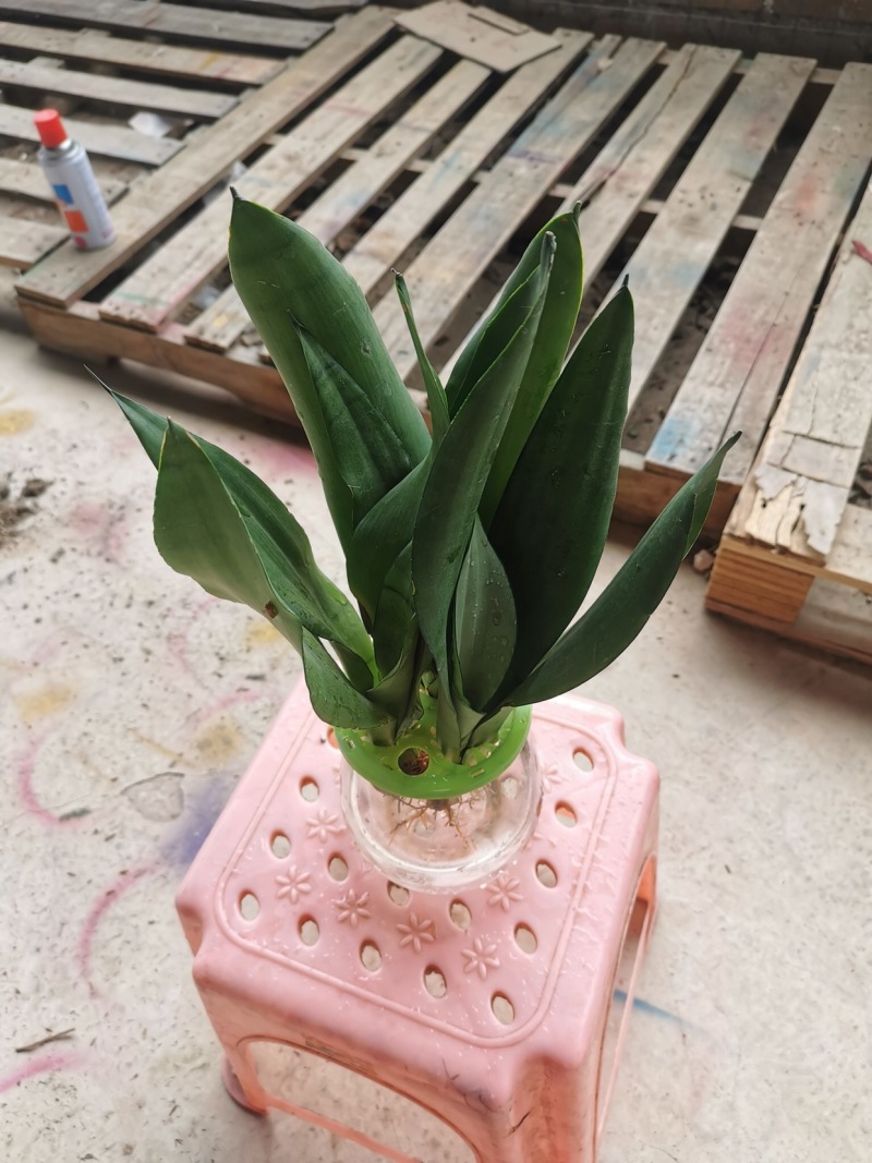 虎皮兰水培植物基地批发金边白玉品种齐全吸甲醛