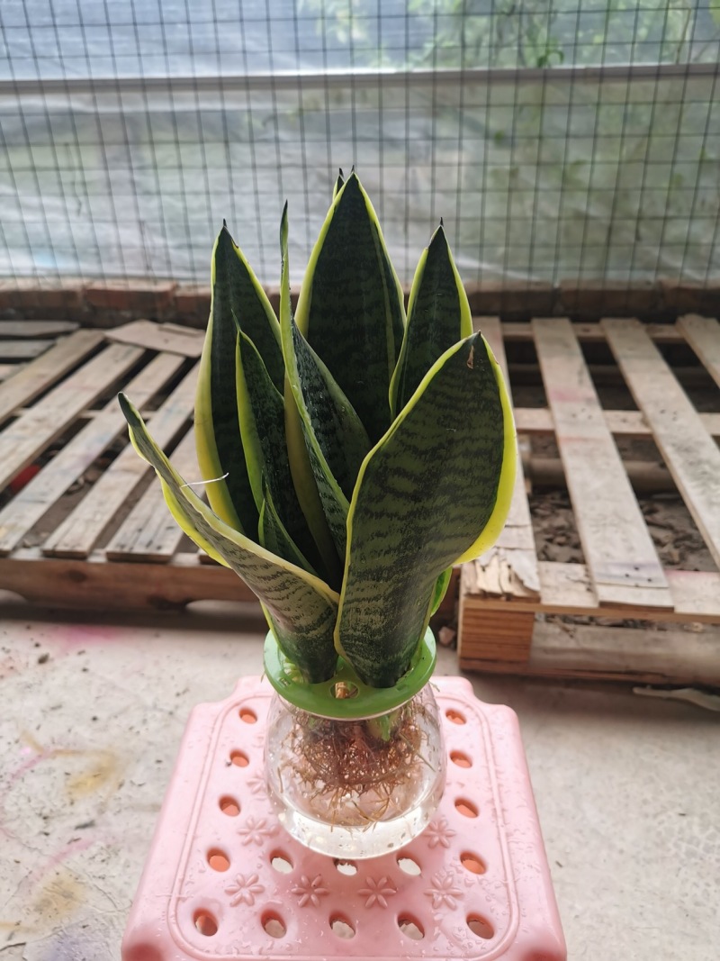 虎皮兰水培植物基地批发金边白玉品种齐全吸甲醛