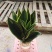 虎皮兰水培植物基地批发金边白玉品种齐全吸甲醛