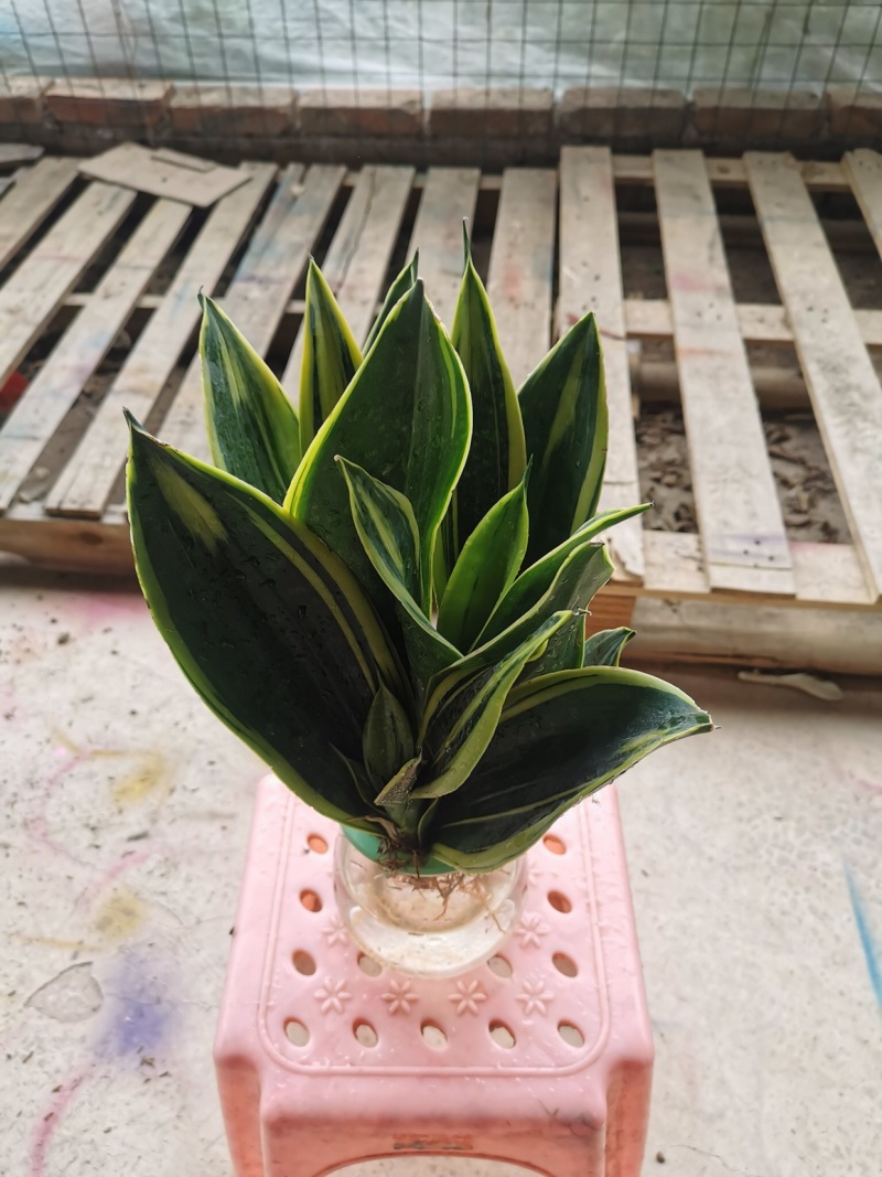 虎皮兰水培植物基地批发金边白玉品种齐全吸甲醛