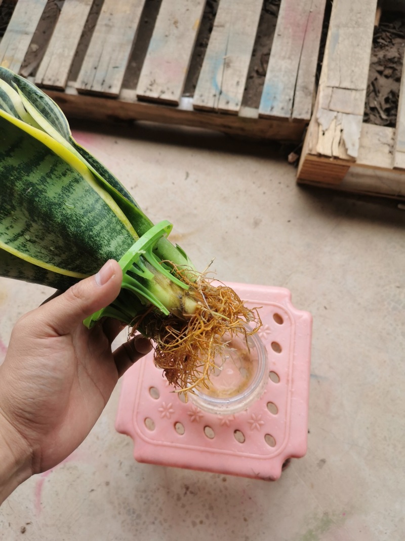 虎皮兰水培植物基地批发金边白玉品种齐全吸甲醛