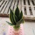 虎皮兰水培植物基地批发金边白玉品种齐全吸甲醛