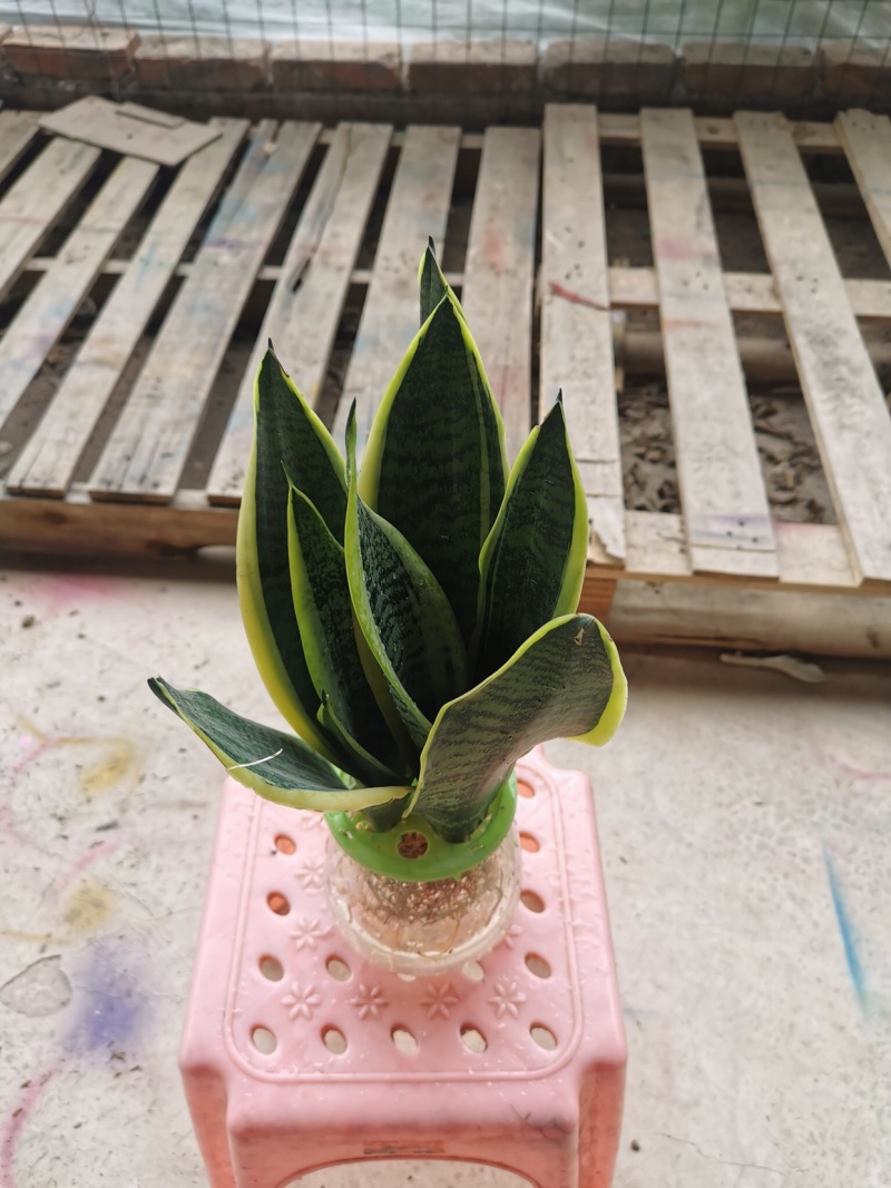 虎皮兰水培植物基地批发金边白玉品种齐全吸甲醛